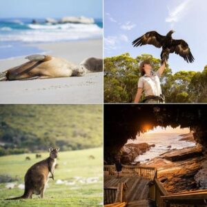 Trip:【南澳州探險指南】香港直飛阿德萊德嘅季節性航班返嚟喇✈️