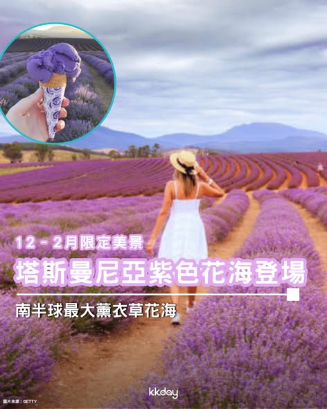 塔斯曼尼亞薰衣草花田