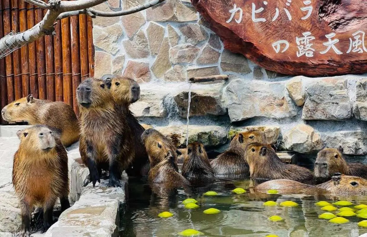 KKday 台灣站限時優惠 KKday 台灣站限時優惠