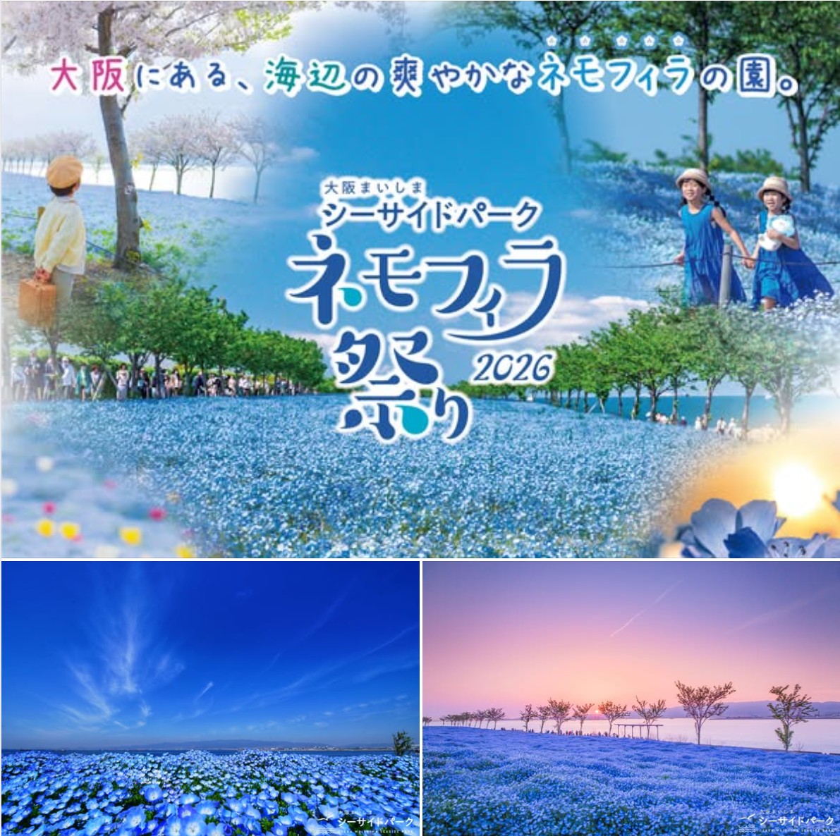 大阪舞洲海濱公園粉蝶花祭