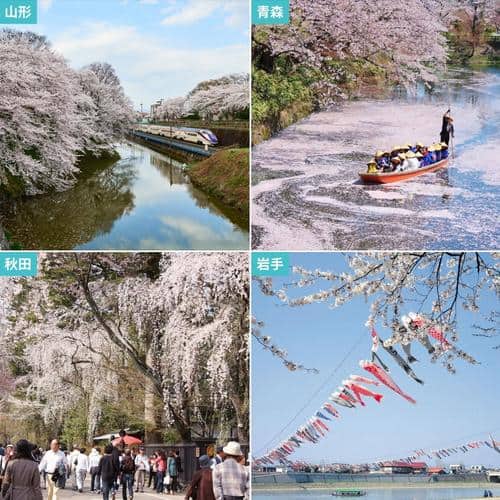 KKday 櫻花列車即將發車 提早規劃日本賞櫻新幹線行程