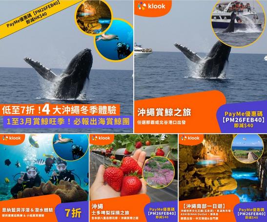 Klook日本沖繩冬季體驗:2-3月賞鯨季節與四大活動推介