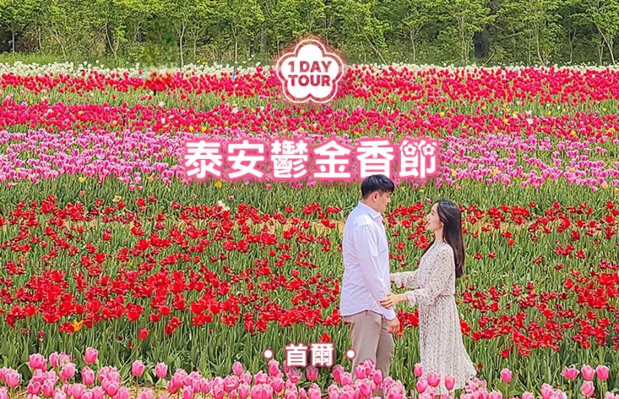 泰安鬱金香節