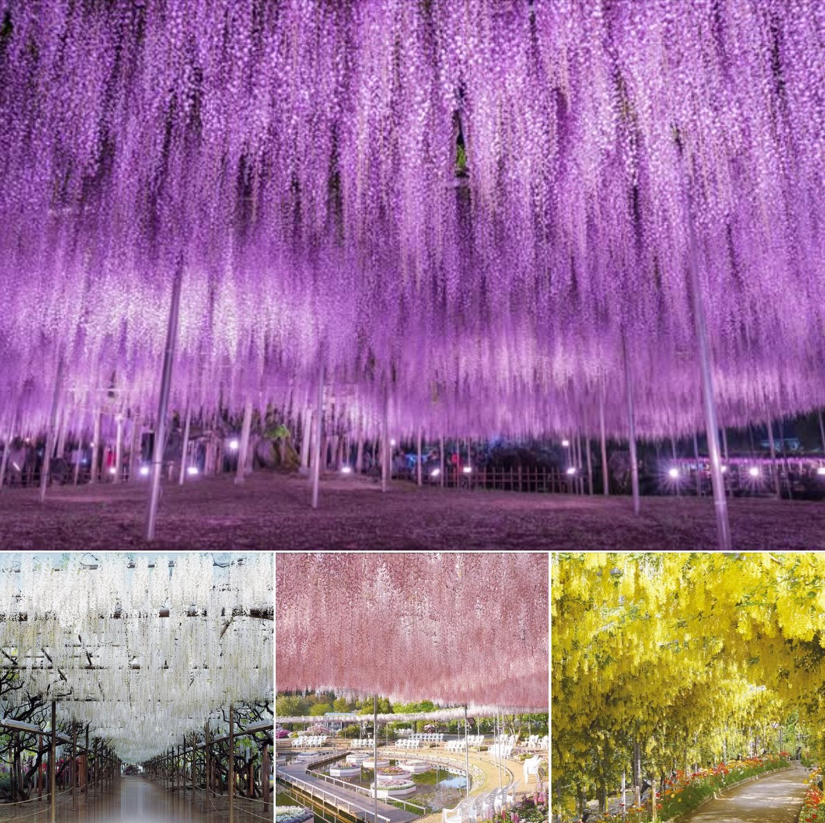 足立花卉公園紫藤夢幻花海